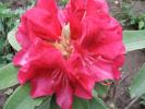 rhododendron