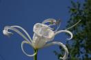himenocallis