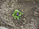 primula mov-indigo cu margine alba