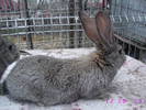 poze iepuri 104