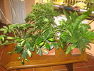 schefflera