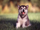 PUP02RK007107