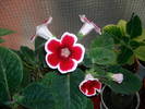 Gloxinia rosu paspolat