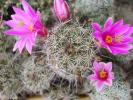 Mammillaria mazatlanensis