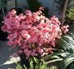 Rododendron