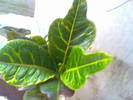 croton