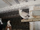 P8292240
