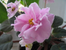 Saintpaulia  Rose Marie 3