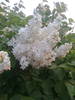 liliac alb
