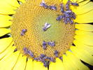 DSCF1481