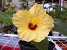 hibiscus