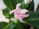 Gloxinia surpriza 1