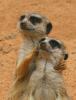poze-animale-haioase-amuzante-881