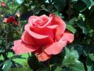 lady_rose