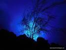 Wallpapers - Nature 9 - Gorgonian,_Bonaire,_Dutch_Caribbean