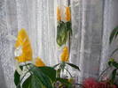 Flori 2009