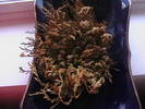 Picture 020