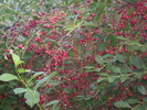 DSCI0754