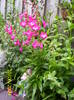 Penstemon George Moon 10 iun 2009