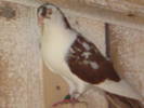 Femela florie Cazatoare