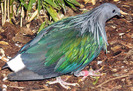 nicobar_pigeon