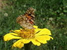 Picture 019