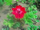 Anemona rosie