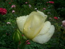 DSCI0139