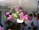 muscata curgatoare