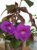 achimenes mov