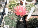Gymnocalycium -  15.06