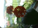 lantana