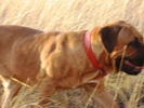 Tosa Inu Norytessa