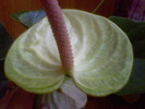 Picture 003