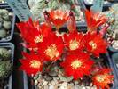 Rebutia heliosa v theresae