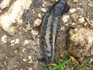 Limax maximus