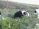 poze 04.05.2009 082