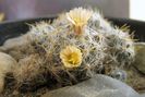 Mammillaria prolifera ssp. texana-flori