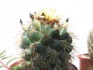 Coryphantha bumamma - 01.07