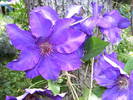 Clematita