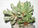 Adromischus