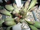 Adromischus clavifolius