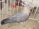 swift egiptean 4
