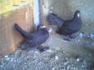 picture0010