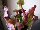 Sarracenia Flava 12 aug 2009 (2)