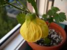 abutilon galben