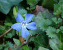 Blue Flower