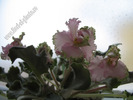Saintpaulia Pink Lady 6