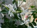 Jasminum