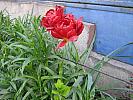 X-IMG_0090